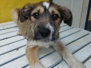 Cachorro raça SRD-ViraLata idade 2 a 6 meses nome Katy