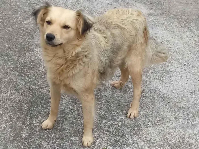 Cachorro ra a SRD-ViraLata idade 3 anos nome Lola