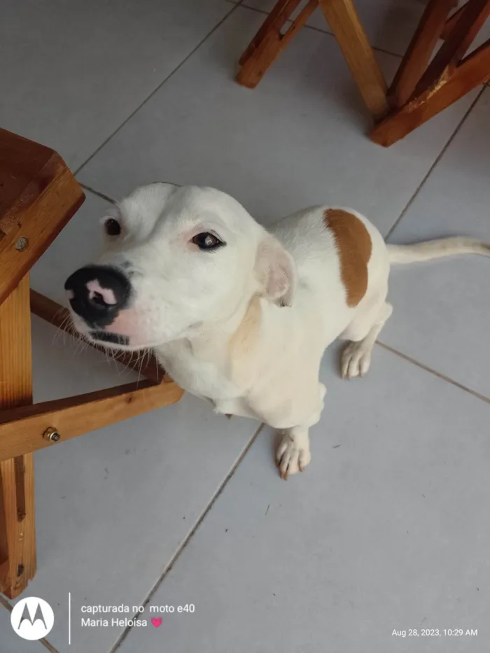 Cachorro ra a SRD-ViraLata idade 1 ano nome Lua