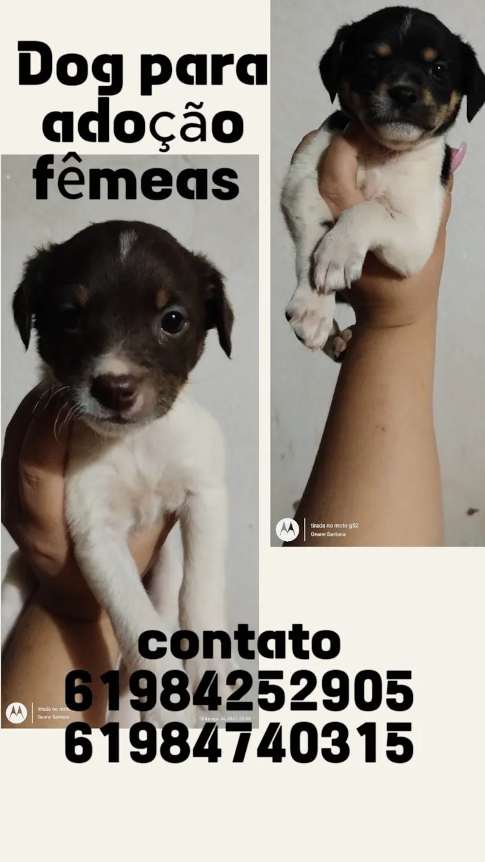 Cachorro ra a Bordecole com viralata  idade Abaixo de 2 meses nome Sem nome 