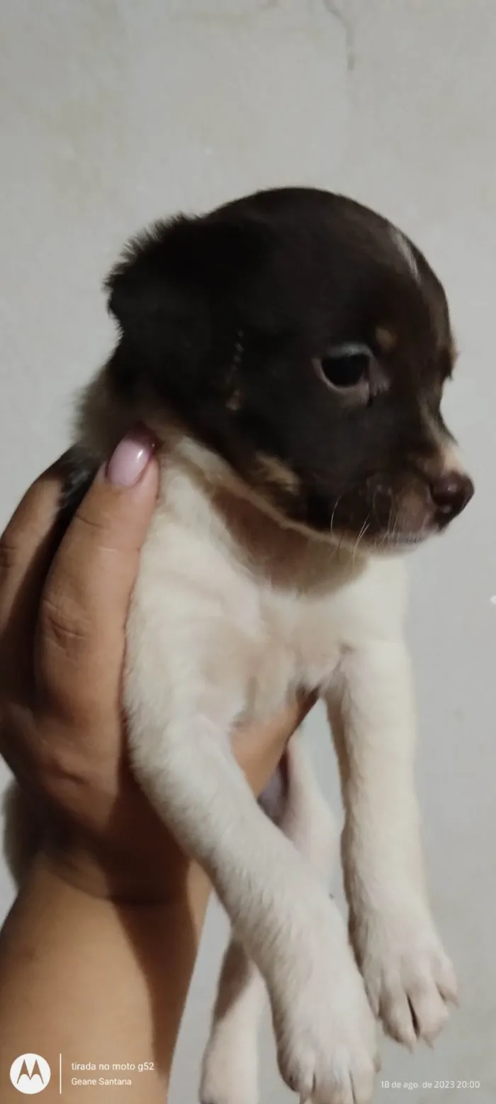Cachorro ra a Bordecole com viralata  idade Abaixo de 2 meses nome Sem nome 
