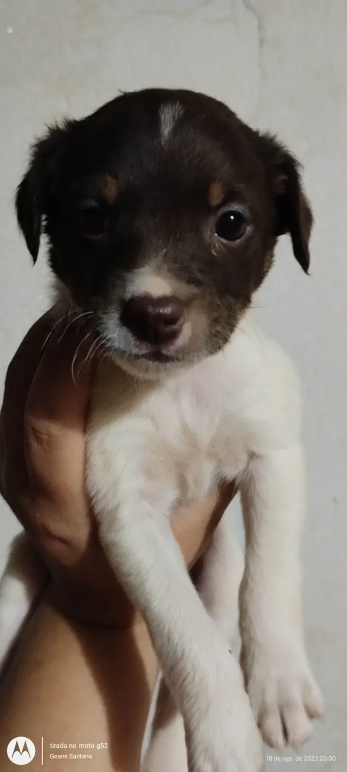 Cachorro ra a Bordecole com viralata  idade Abaixo de 2 meses nome Sem nome 