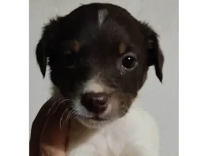 Cachorro raça Bordecole com viralata  idade Abaixo de 2 meses nome Sem nome 