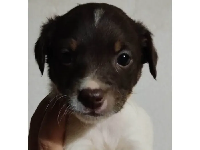 Cachorro ra a Bordecole com viralata  idade Abaixo de 2 meses nome Sem nome 