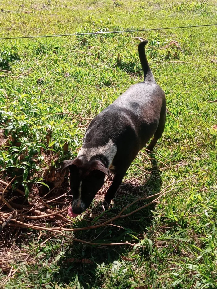 Cachorro ra a Mestico pit bu idade 1 ano nome Stive