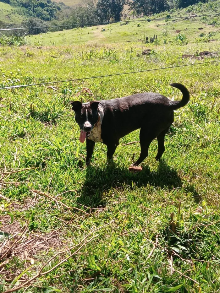 Cachorro ra a Mestico pit bu idade 1 ano nome Stive