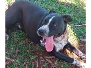 Cachorro raça Mestico pit bu idade 1 ano nome Stive