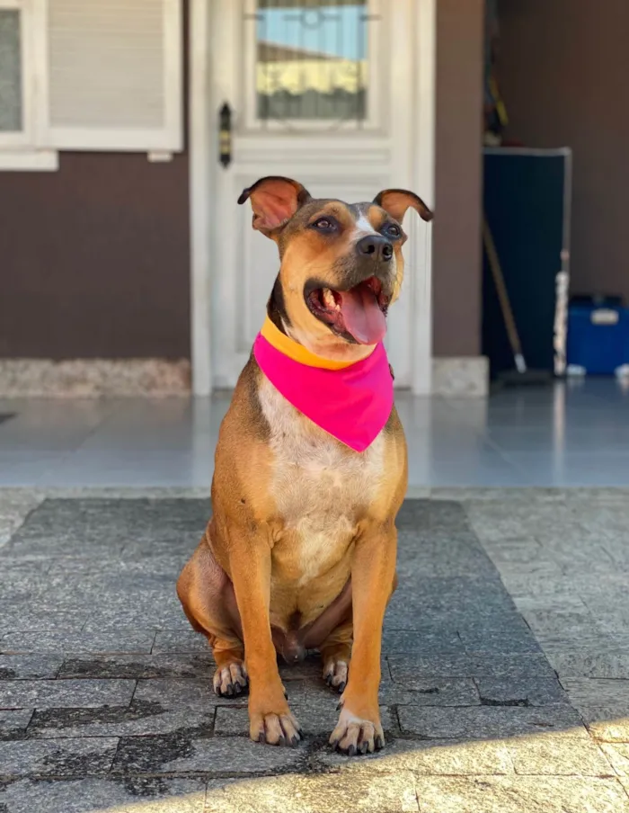 Cachorro ra a SRD-ViraLata idade 4 anos nome Fábio