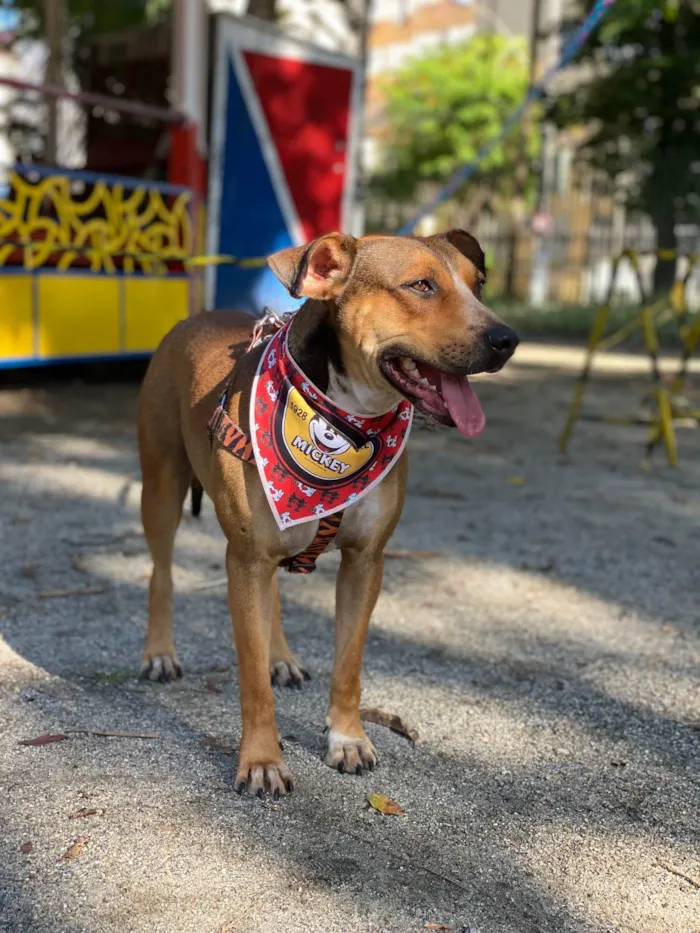 Cachorro ra a SRD-ViraLata idade 4 anos nome Fábio