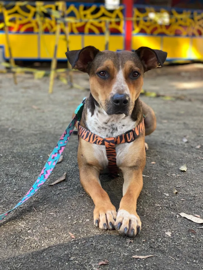 Cachorro ra a SRD-ViraLata idade 4 anos nome Fábio