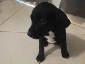 Cachorro raça  idade 2 a 6 meses nome Filhote