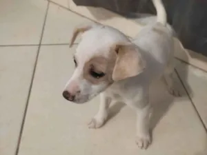 Cachorro raça  idade 2 a 6 meses nome Filhote