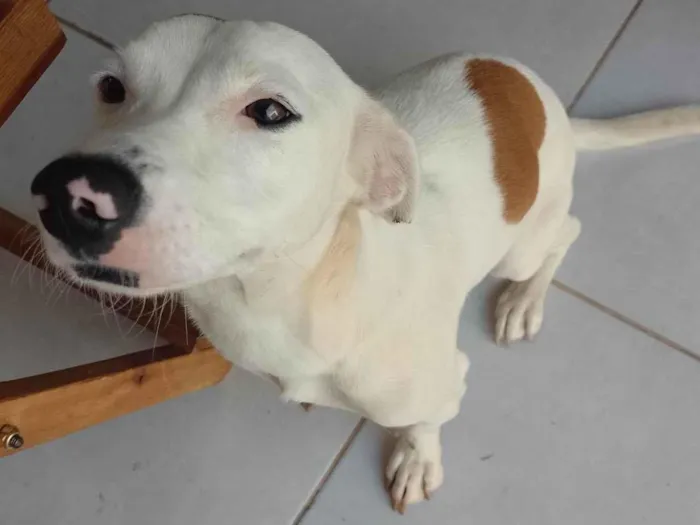 Cachorro ra a SRD-ViraLata idade 1 ano nome Lua