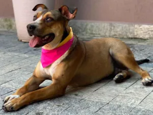 Cachorro raça SRD-ViraLata idade 4 anos nome Fábio