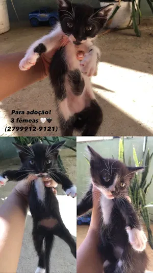 Gato raça SRD-ViraLata idade Abaixo de 2 meses nome 3 fêmeas 