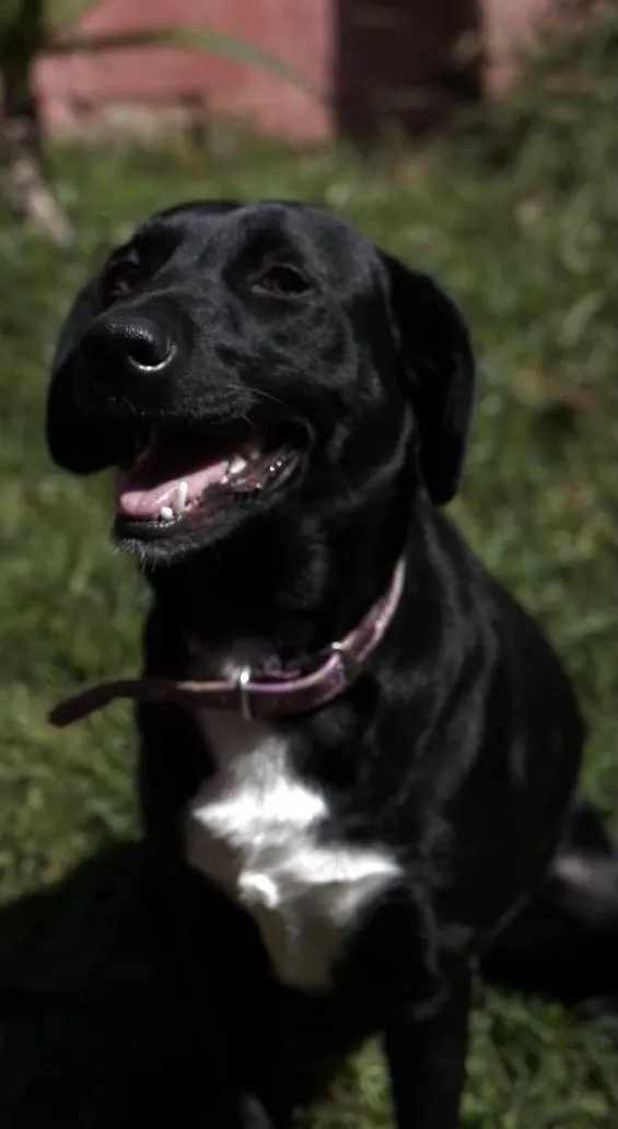 Cachorro raça SRD idade 1 ano nome Azeitona 