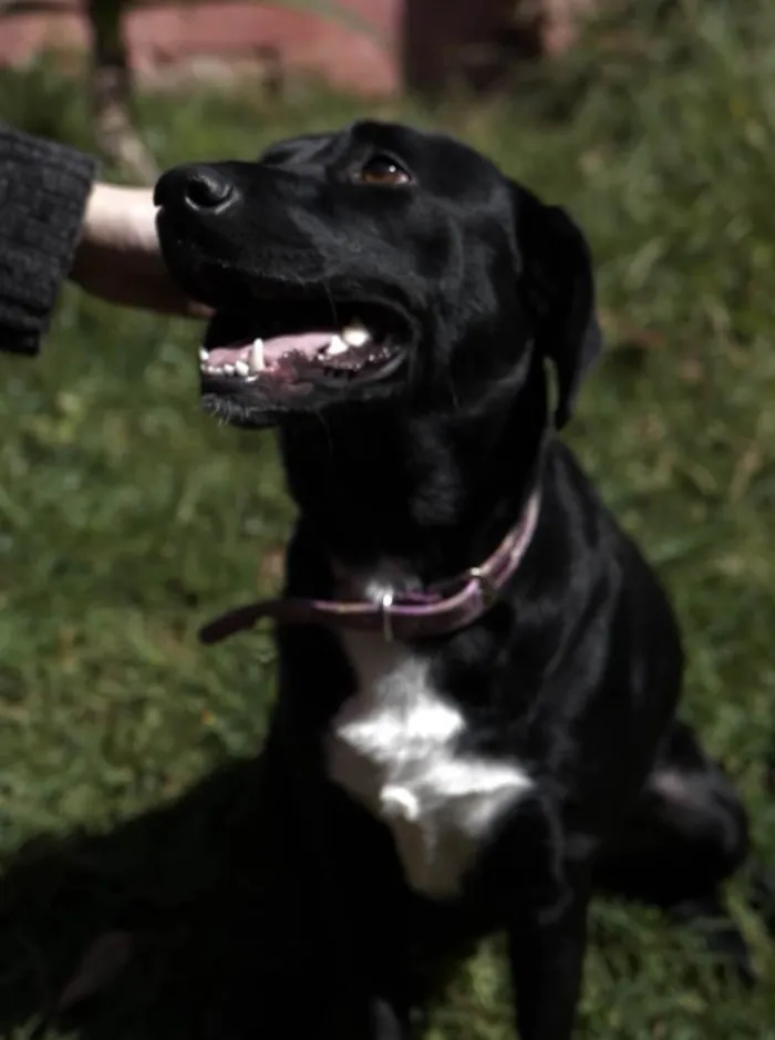 Cachorro raça SRD idade 1 ano nome Azeitona 