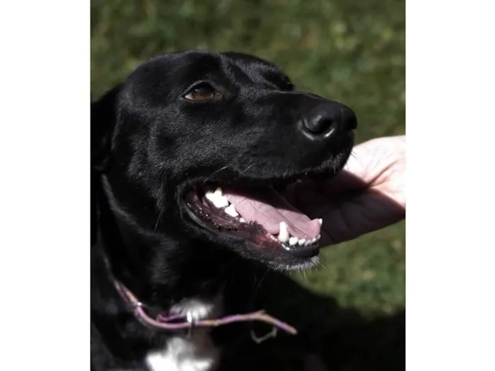 Cachorro raça SRD idade 1 ano nome Azeitona 