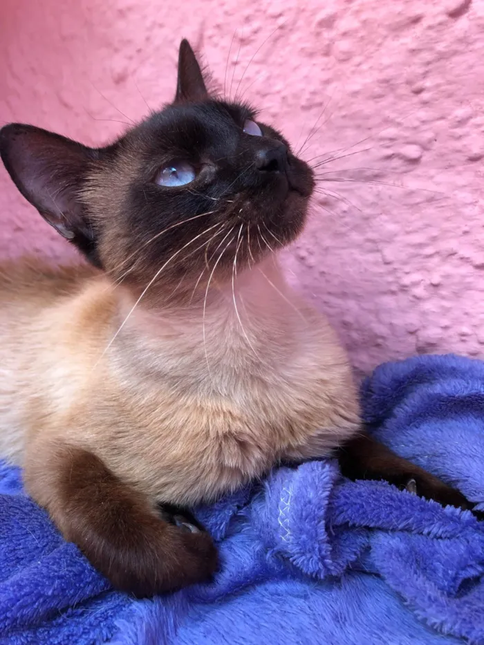Gato ra a SRD idade 7 a 11 meses nome Natalie e Nati