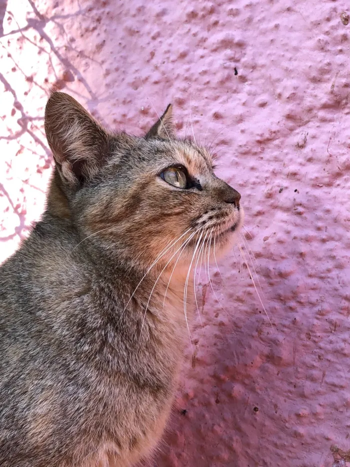 Gato ra a SRDeliciosa idade 3 anos nome Ninoca 