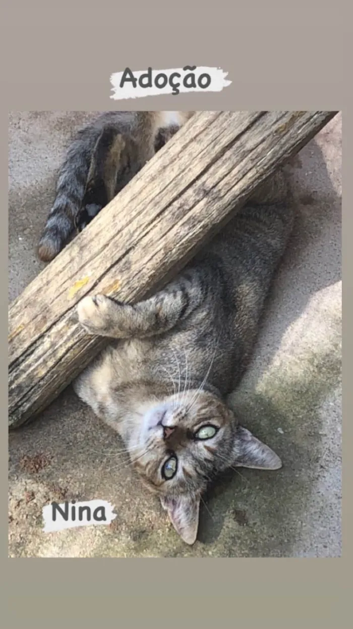 Gato ra a SRDeliciosa idade 3 anos nome Ninoca 