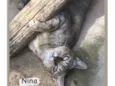 Ninoca 
