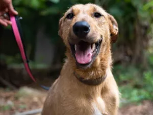 Cachorro raça SRD idade 1 ano nome Billy 