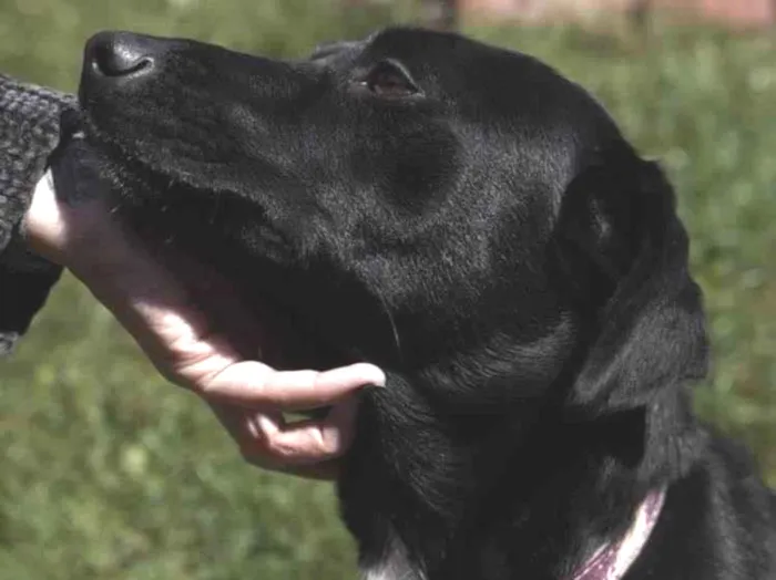 Cachorro raça SRD idade 1 ano nome Azeitona 