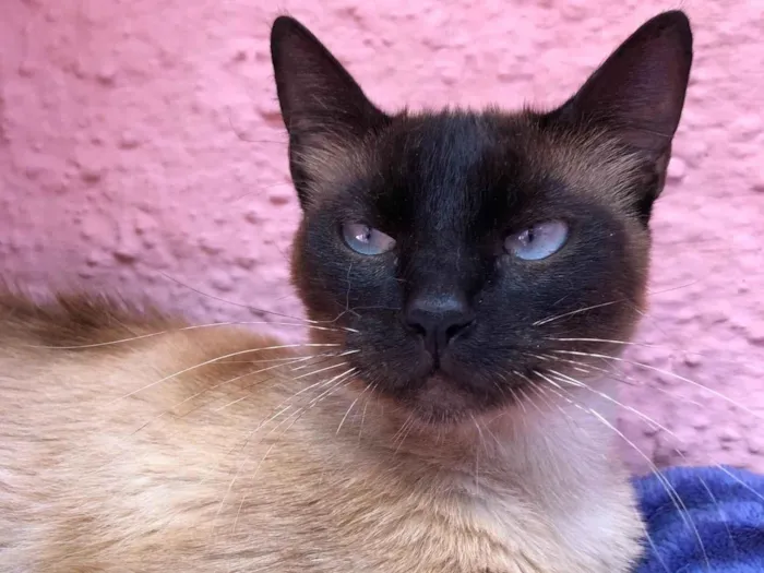 Gato ra a SRD idade 7 a 11 meses nome Natalie e Nati