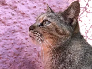 Gato raça SRDeliciosa idade 3 anos nome Ninoca 