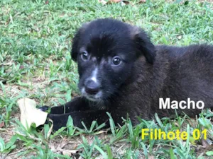 Cachorro raça SRD-ViraLata idade 2 a 6 meses nome Baleia (Mãe)