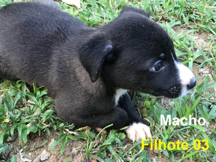 Cachorro ra a SRD-ViraLata idade 2 a 6 meses nome Baleia (Mãe)