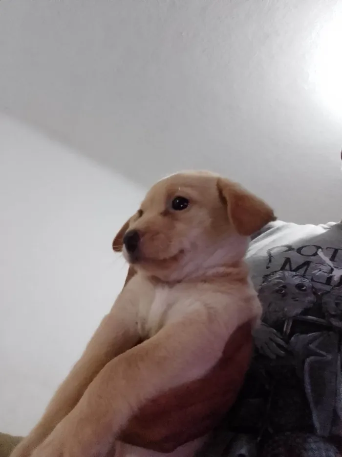 Cachorro ra a Indefinida  idade 2 a 6 meses nome Mel