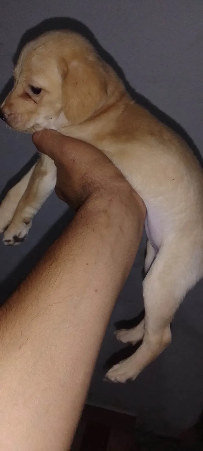 Cachorro ra a Indefinida  idade 2 a 6 meses nome Mel