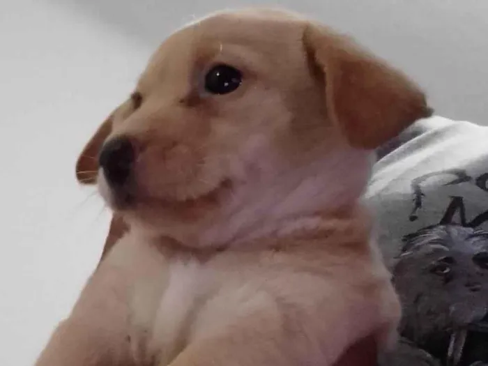 Cachorro ra a Indefinida  idade 2 a 6 meses nome Mel