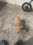 Molli