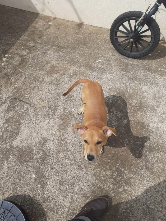 Cachorro ra a SRD-ViraLata idade 2 a 6 meses nome Molli