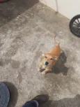 Molli