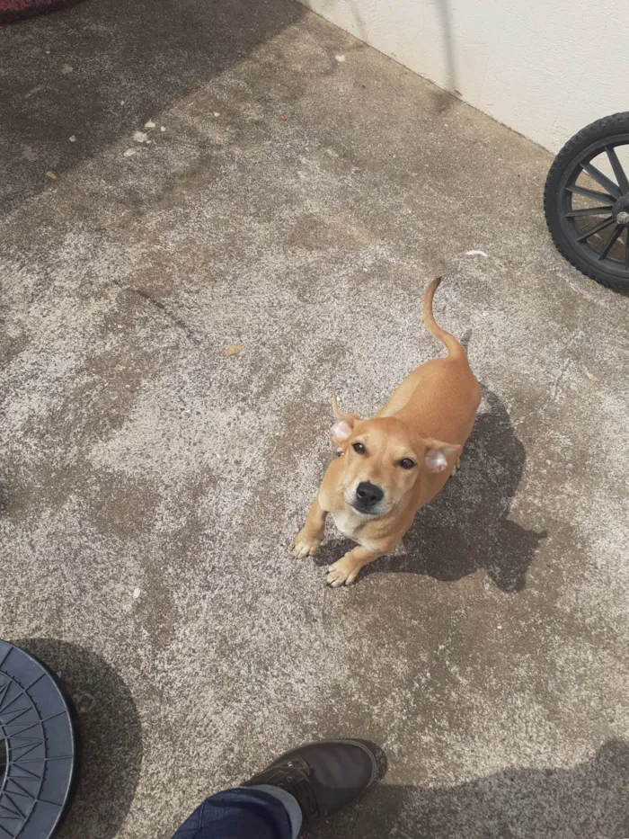 Cachorro ra a SRD-ViraLata idade 2 a 6 meses nome Molli