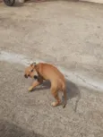 Molli