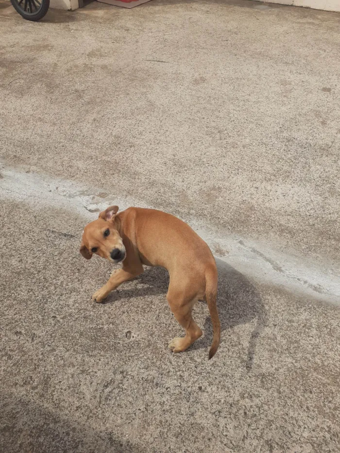 Cachorro ra a SRD-ViraLata idade 2 a 6 meses nome Molli