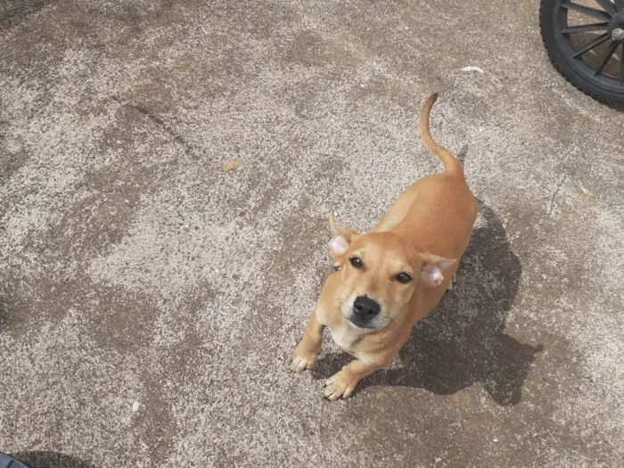 Cachorro ra a SRD-ViraLata idade 2 a 6 meses nome Molli