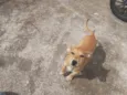 Molli