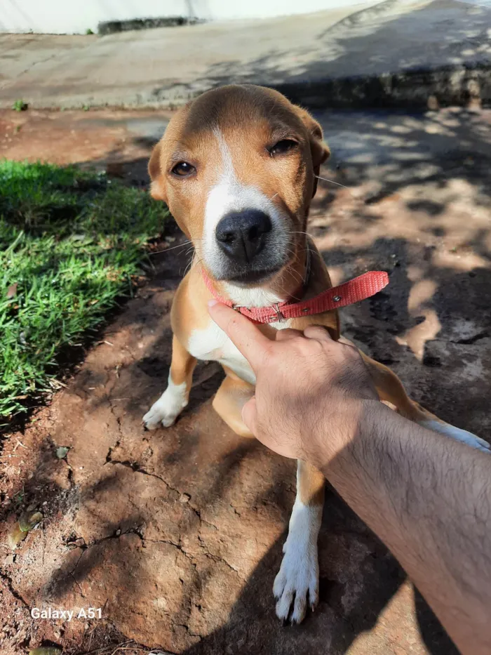 Cachorro ra a Não definido  idade 7 a 11 meses nome Lesse 