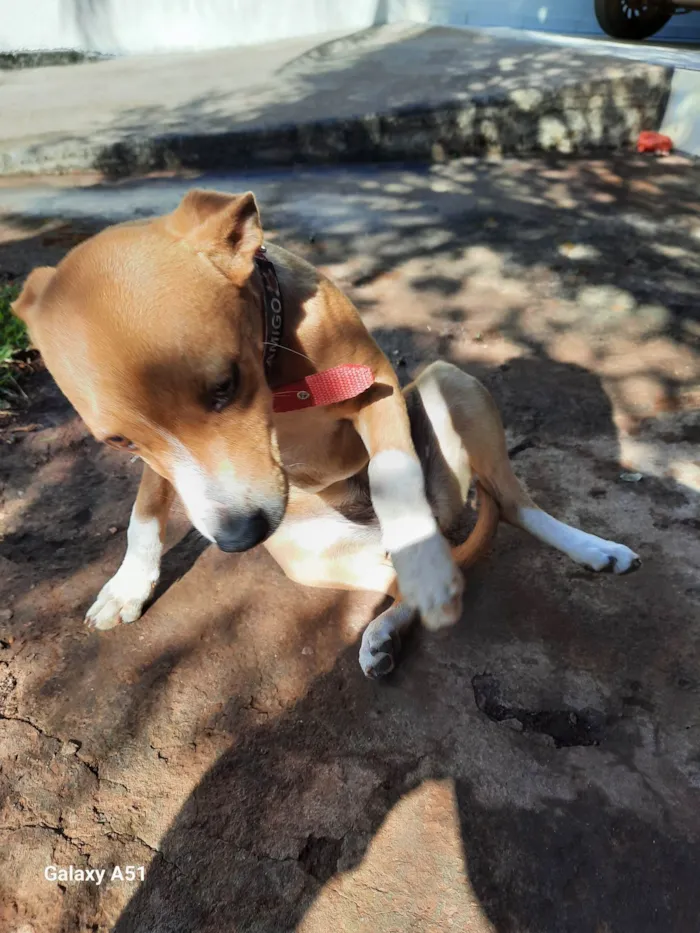 Cachorro ra a Não definido  idade 7 a 11 meses nome Lesse 