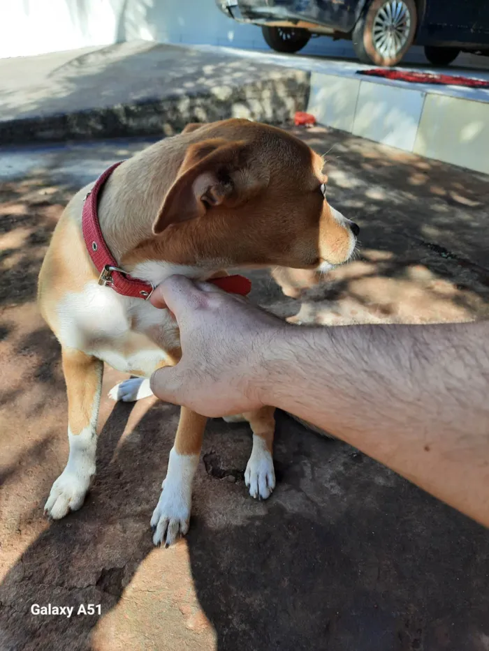 Cachorro ra a Não definido  idade 7 a 11 meses nome Lesse 