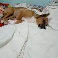 Bruninha 