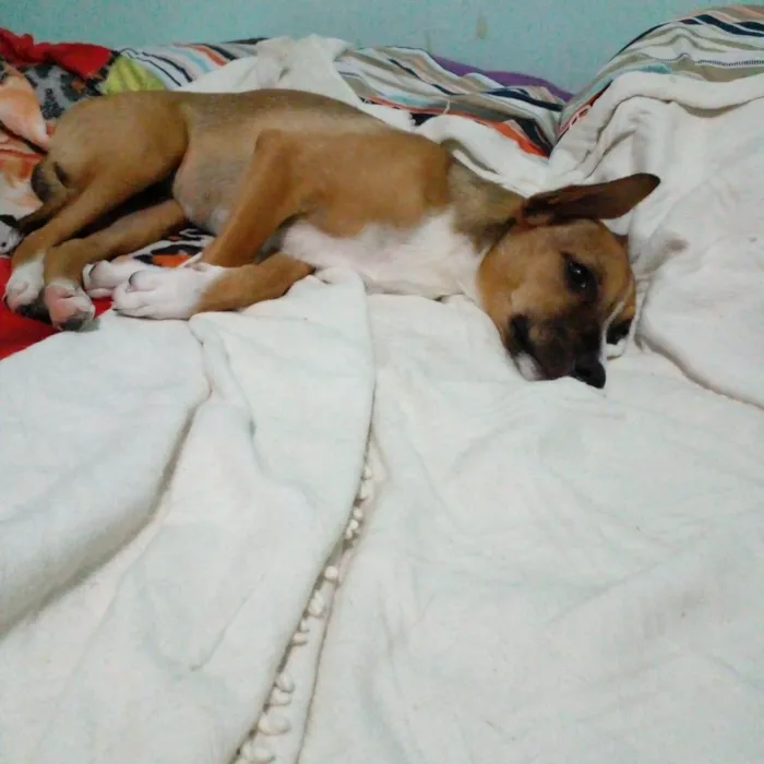 Cachorro ra a SRD idade 2 a 6 meses nome Bruninha 