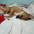 Bruninha 