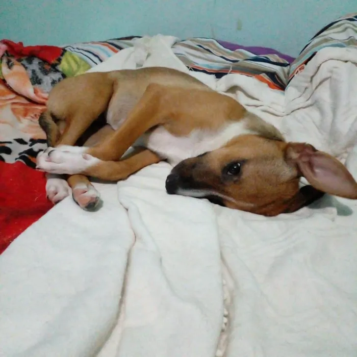 Cachorro ra a SRD idade 2 a 6 meses nome Bruninha 